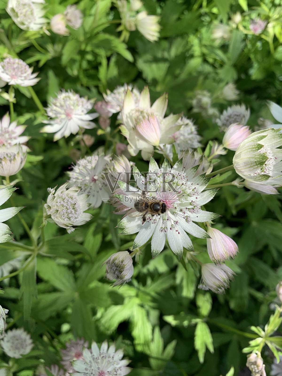 花上的昆虫照片摄影图片