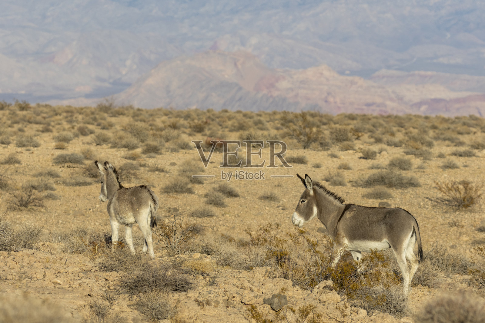 内华达沙漠中的野驴在冬季照片摄影图片