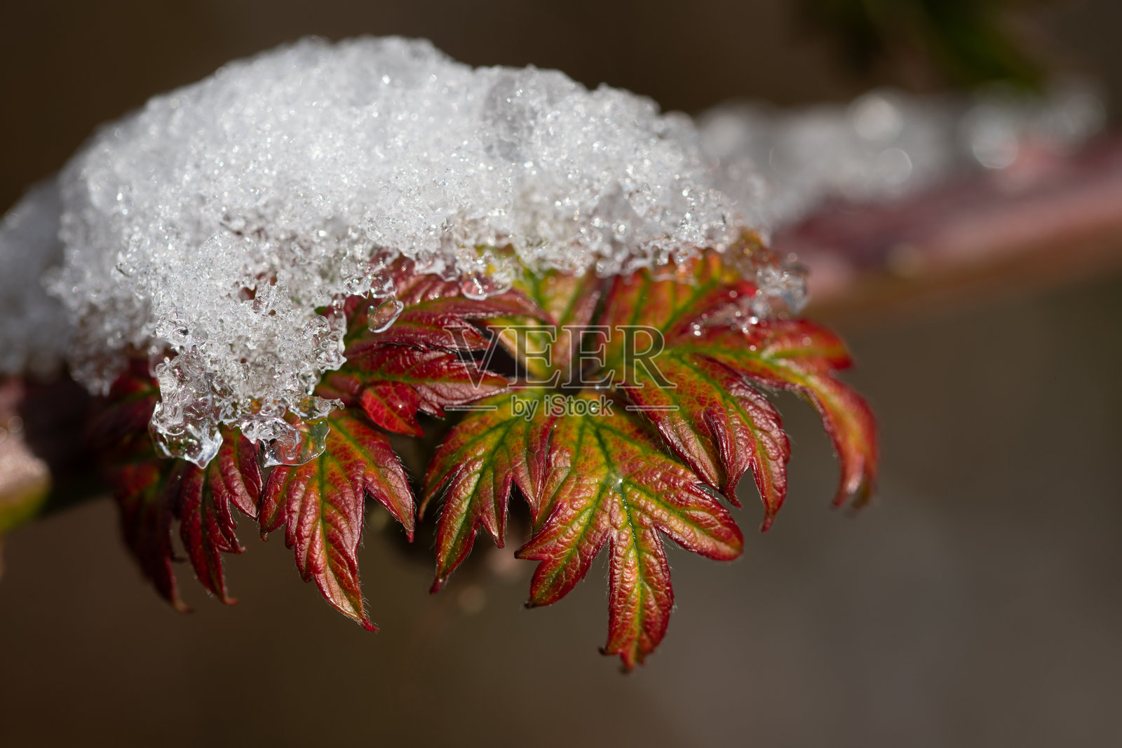 秋天红色的叶子特写，已经被雪覆盖。照片摄影图片