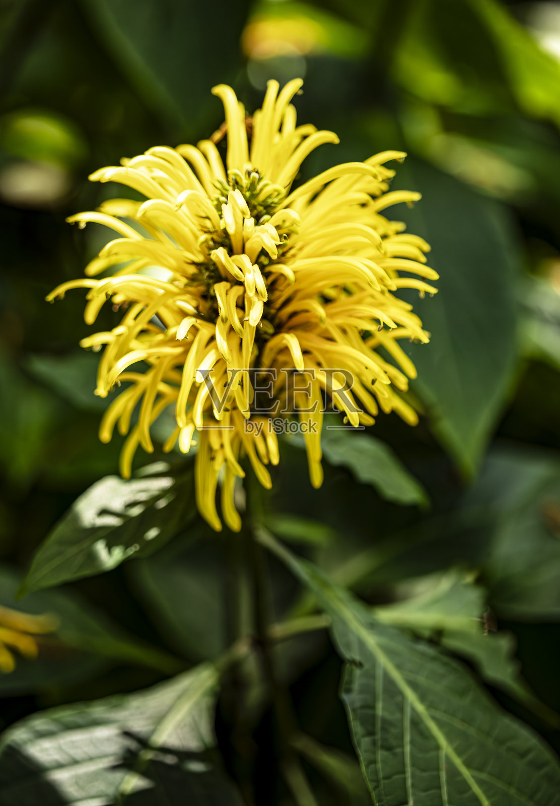 阳光明媚的日子里，鲜艳的黄色雅各宾花在郁郁葱葱的绿叶中绽放照片摄影图片