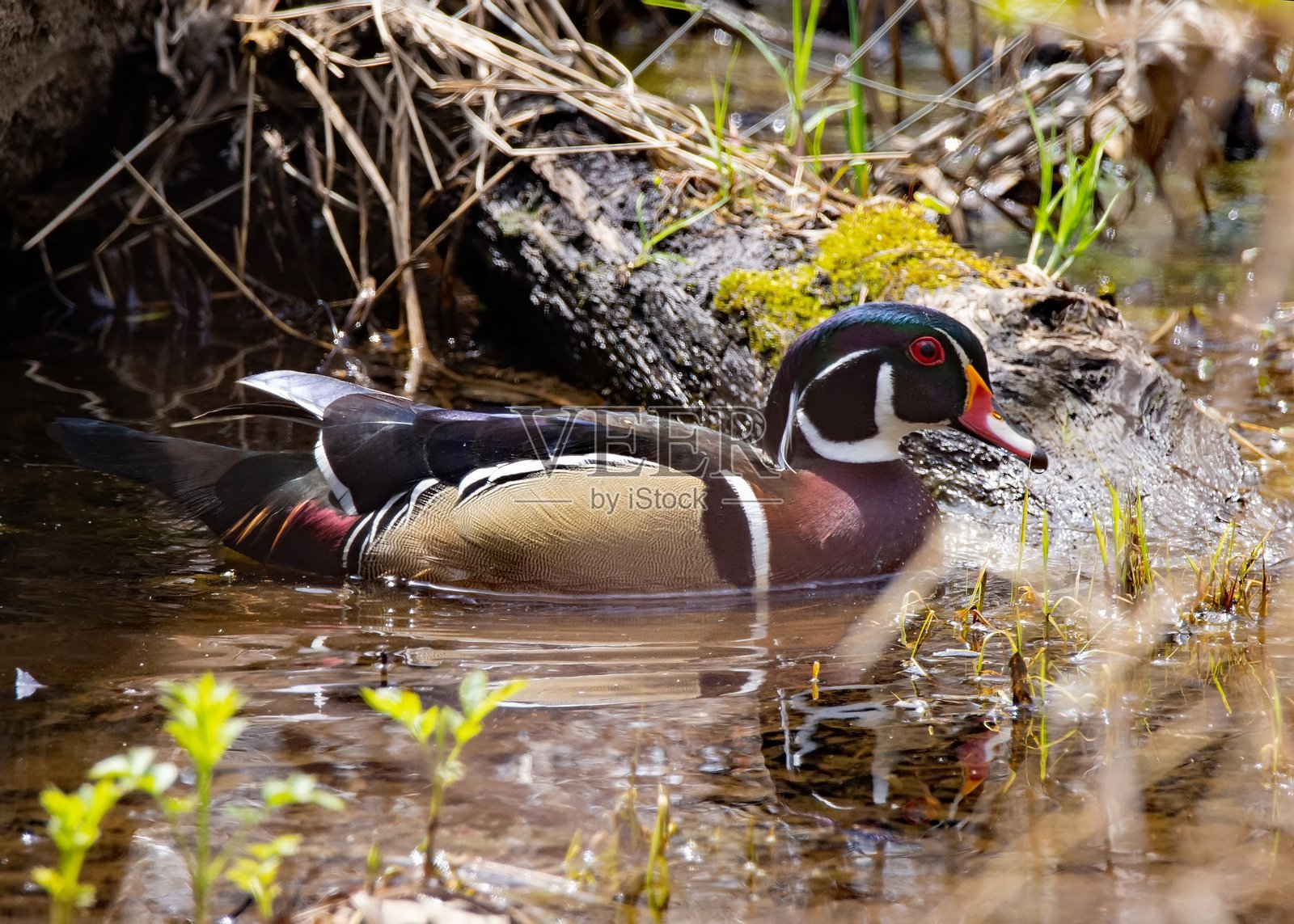 雄性木鸭照片摄影图片