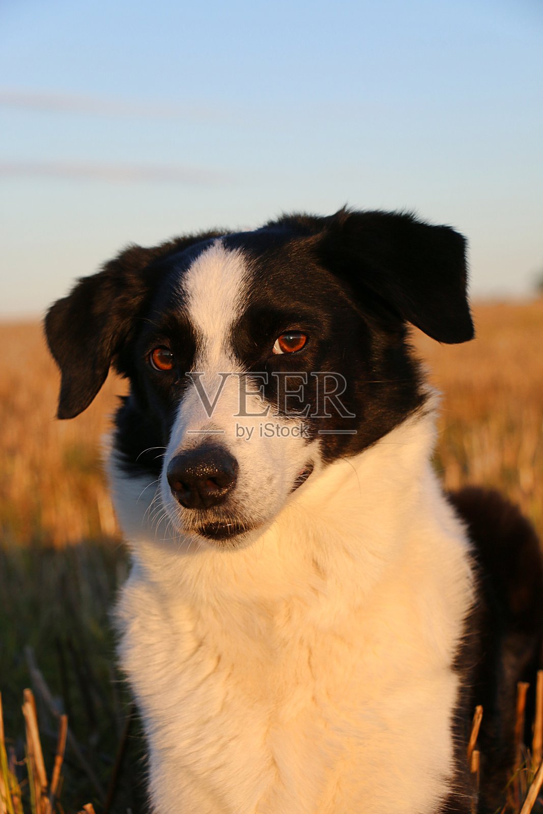 一只漂亮的黑白边境牧羊犬在麦茬地里顽皮地对着镜头微笑的特写镜头照片摄影图片