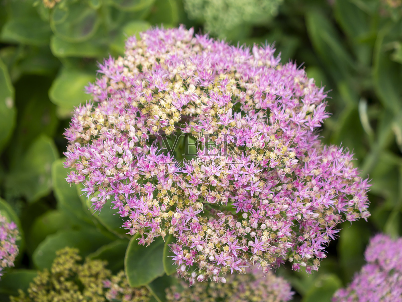 美丽景天照片摄影图片