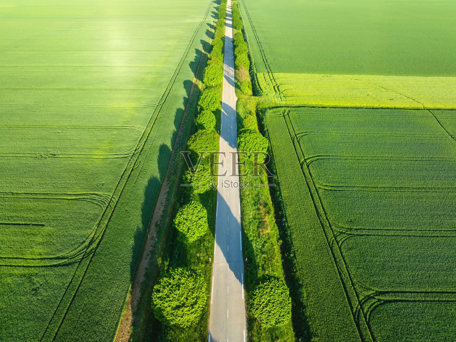 林荫大道照片摄影图片
