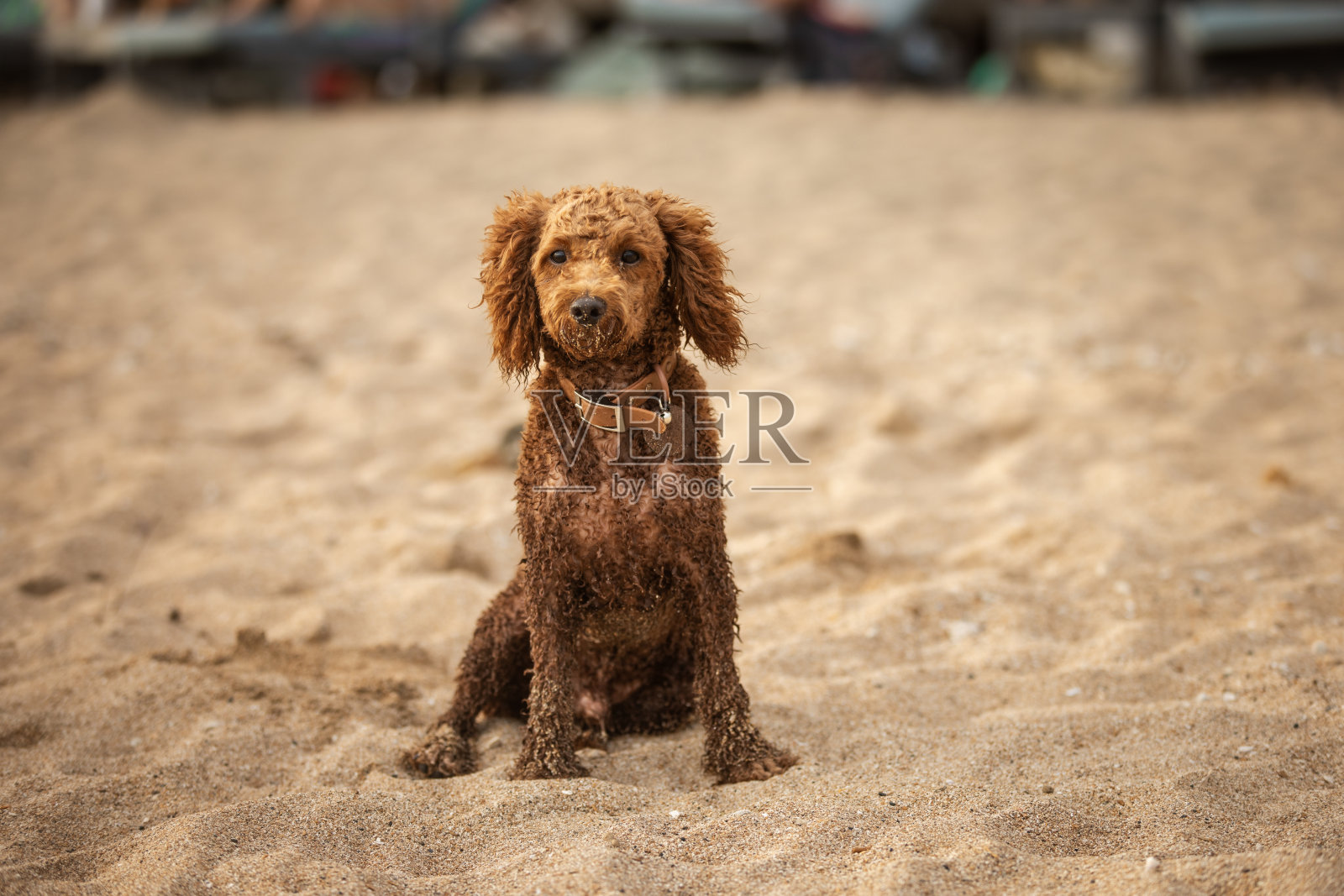 家养的水獺犬坐在海滩上。照片摄影图片