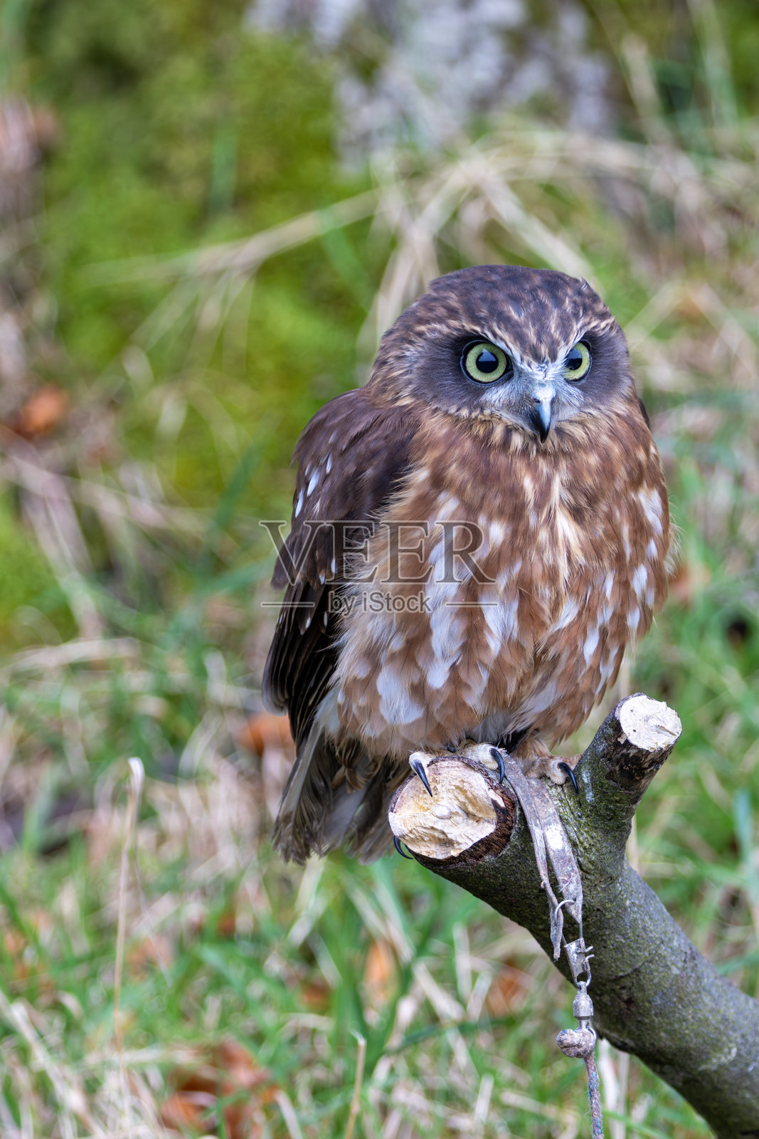 新西兰猫头鹰（Ninox novaeseelandiae）- 原产于新西兰和澳大利亚照片摄影图片