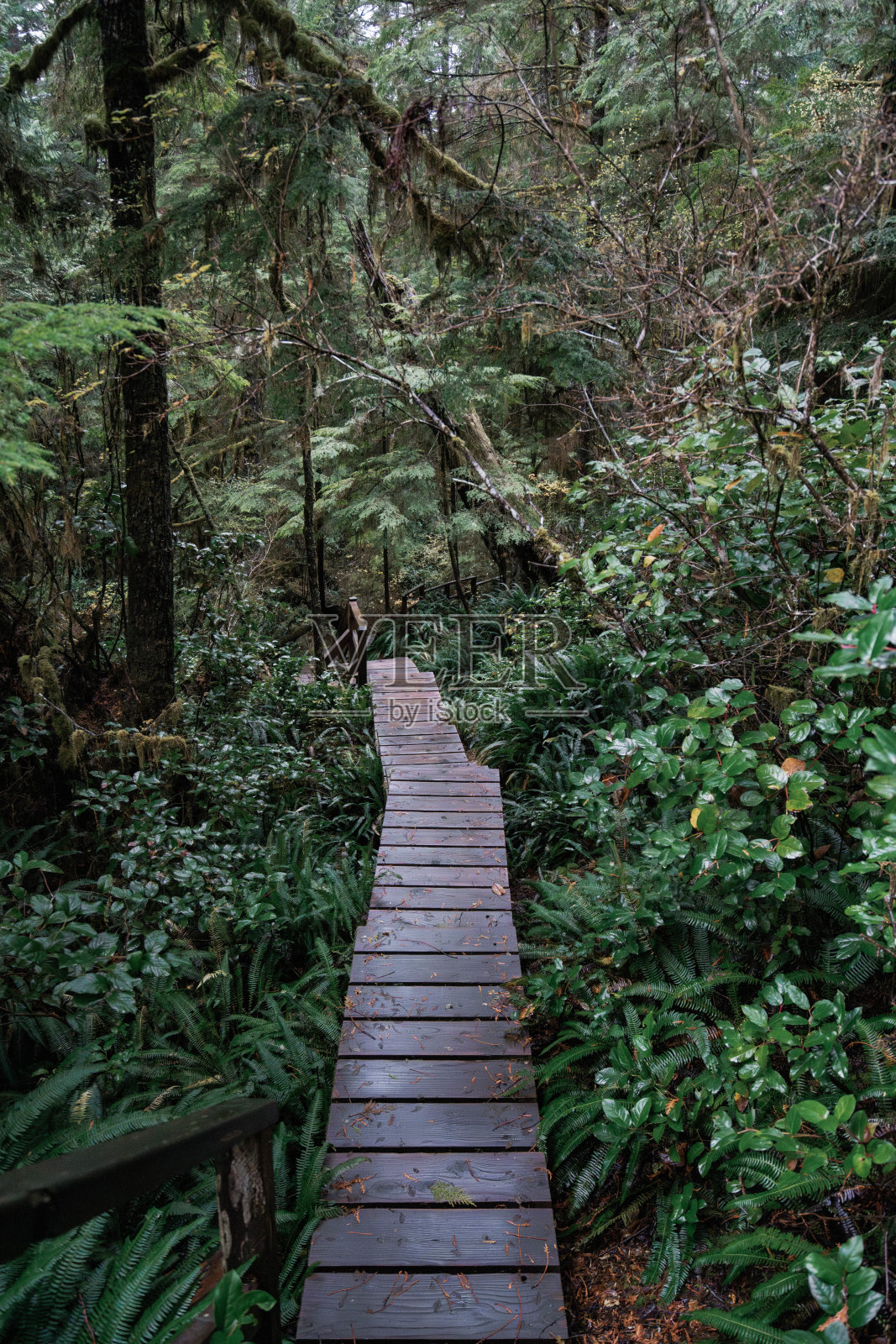 加拿大温哥华岛尤克卢利特的雨林小径 背景 西加拿大不列颠哥伦比亚省照片摄影图片