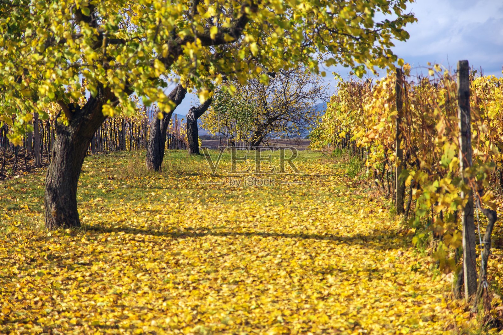 葡萄园之间的树木小道照片摄影图片