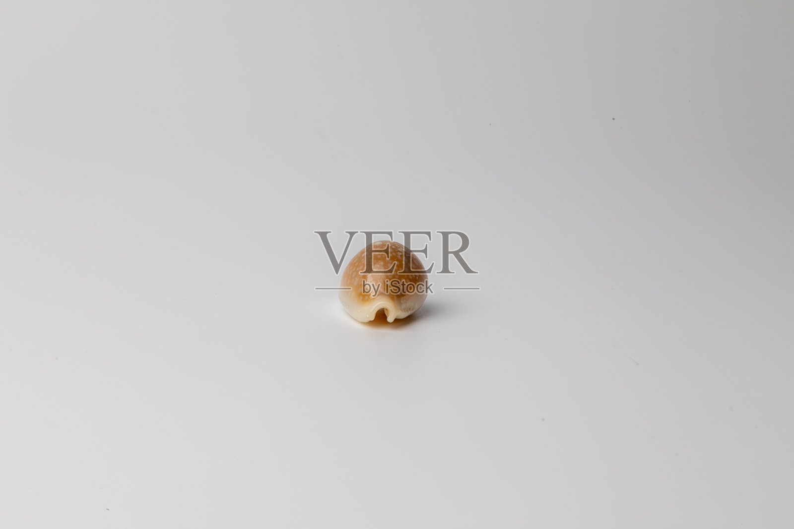 海螺壳 - 海螺照片摄影图片