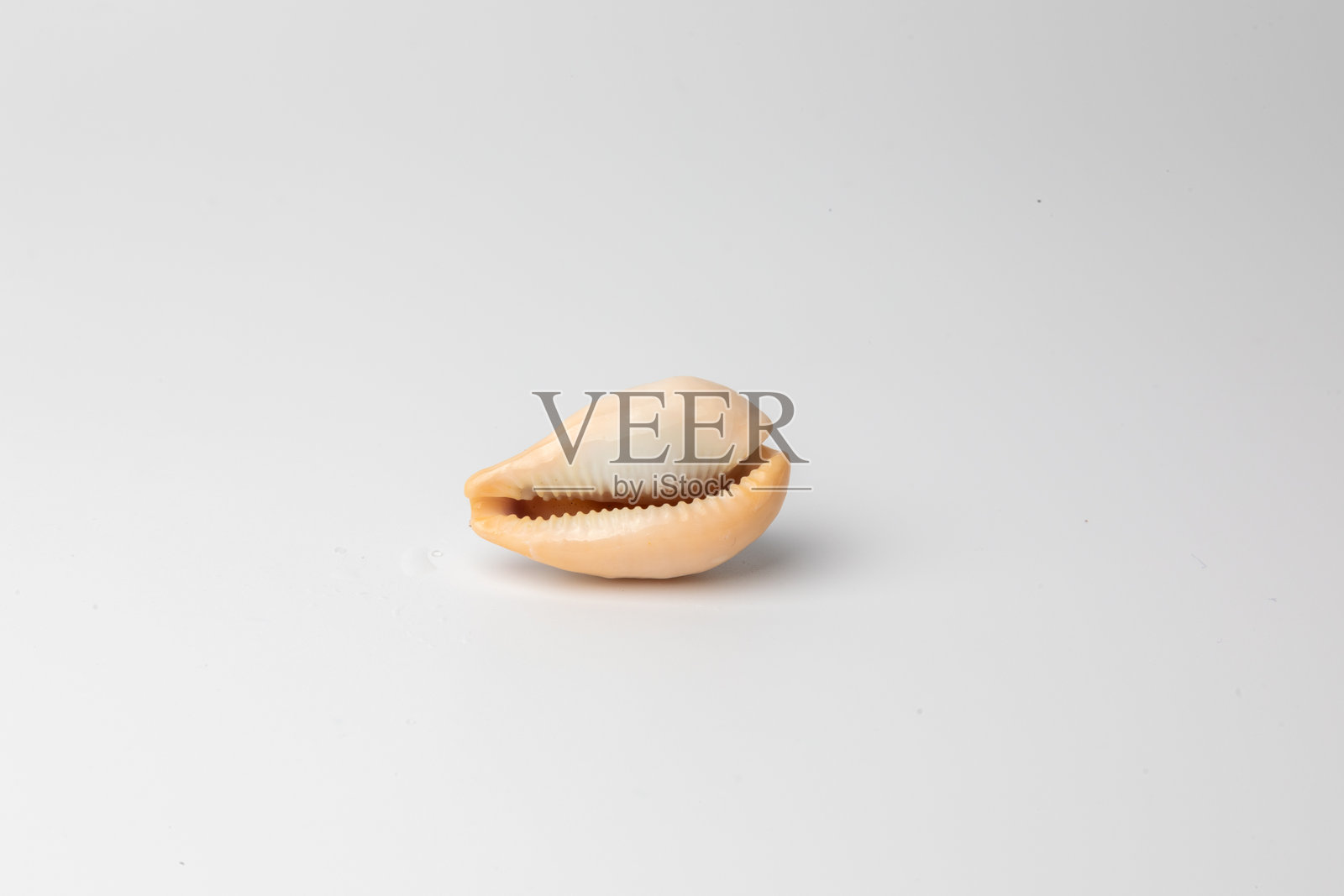 海螺壳 - 海螺照片摄影图片