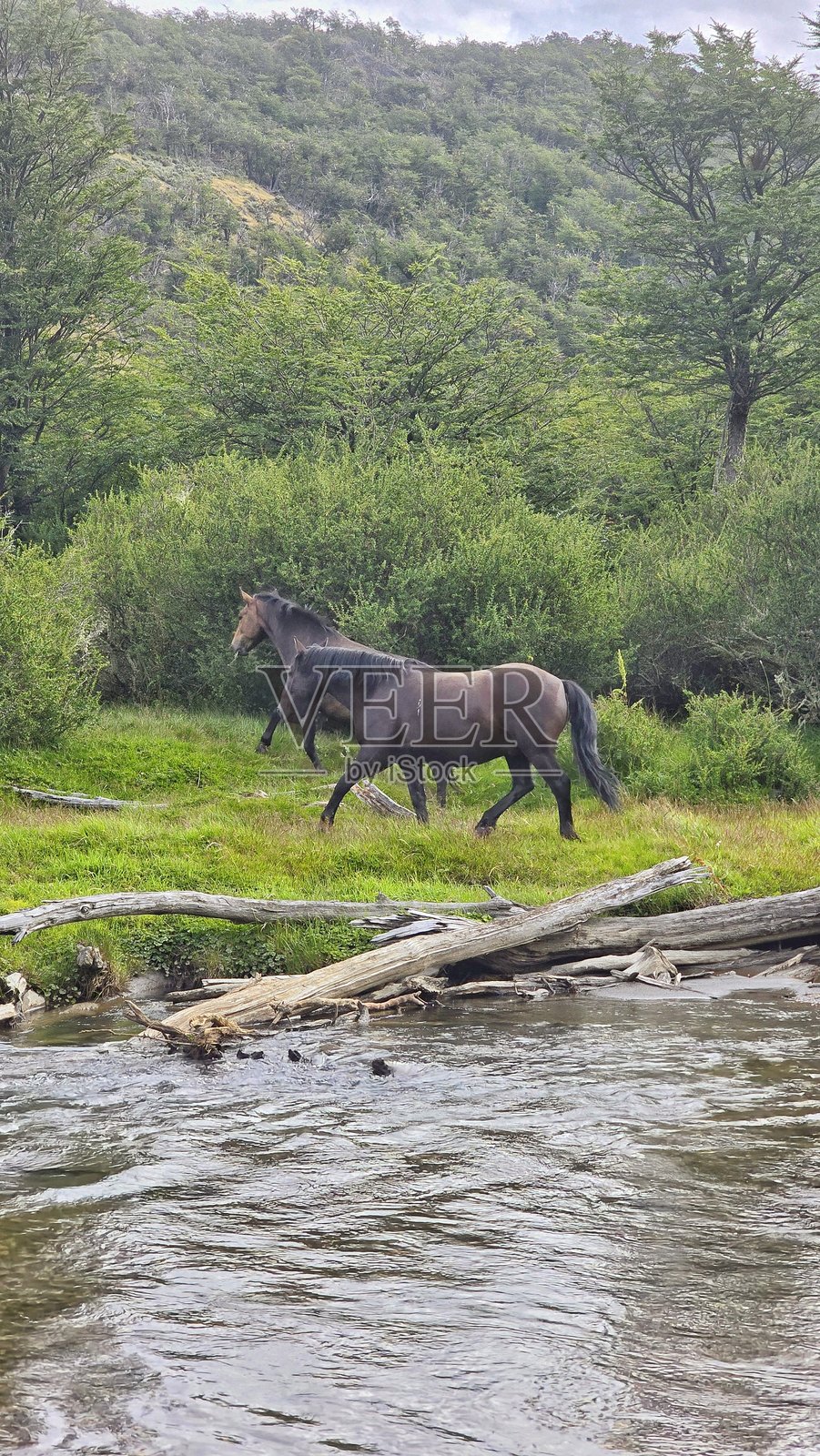 马的照片照片摄影图片