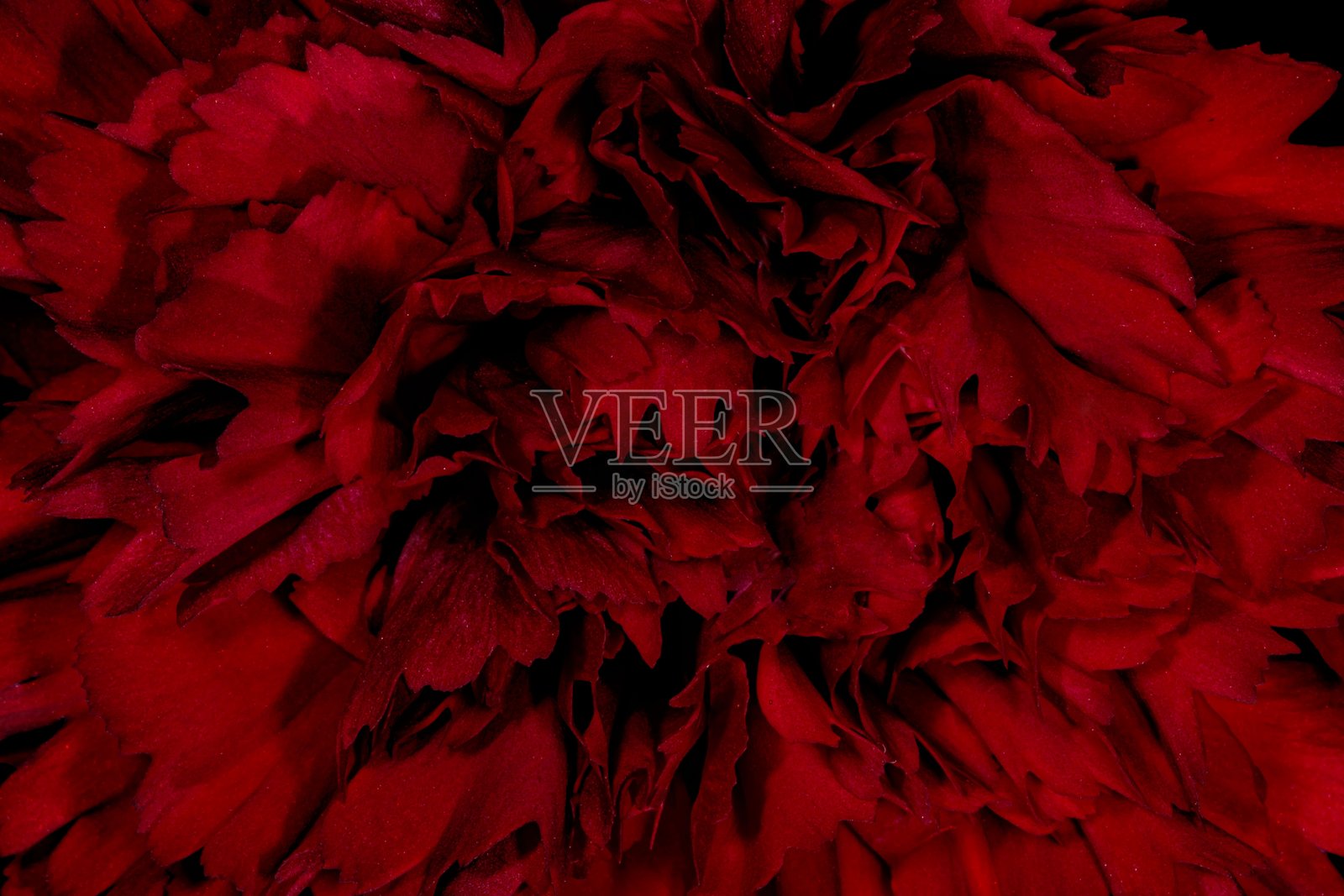 极致视角的康乃馨花瓣。照片摄影图片