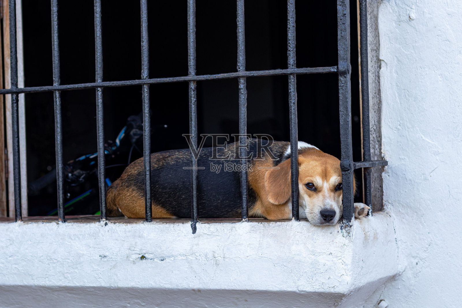 比格犬在窗台上休息，身后有铁栏杆照片摄影图片