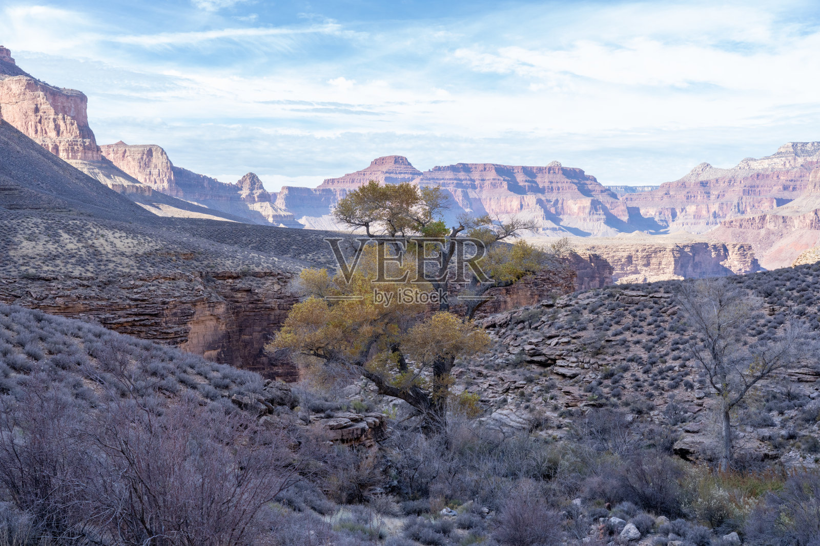 亚利桑那州大峡谷国家公园的棉白杨树，位于托托平台沙漠上照片摄影图片