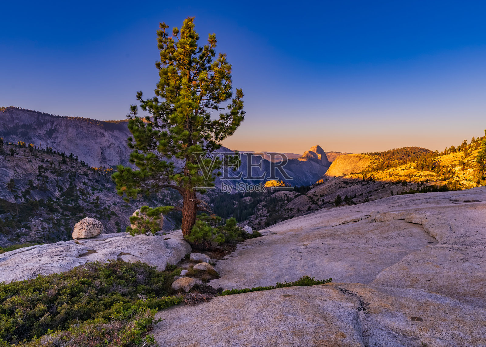 上谷树照片摄影图片