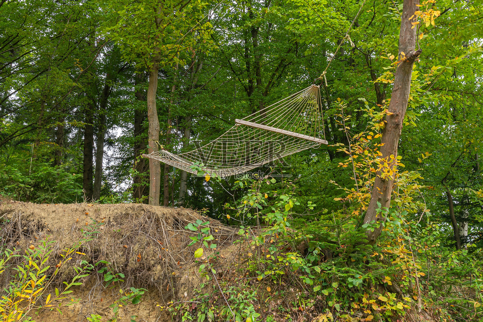 吊床悬挂在森林悬崖上的树之间照片摄影图片