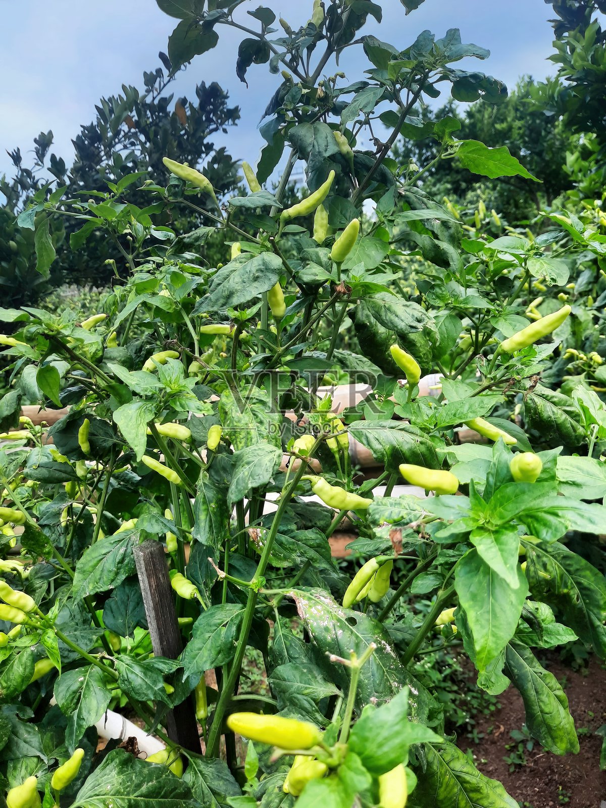 智利植物在农田中茁壮成长照片摄影图片