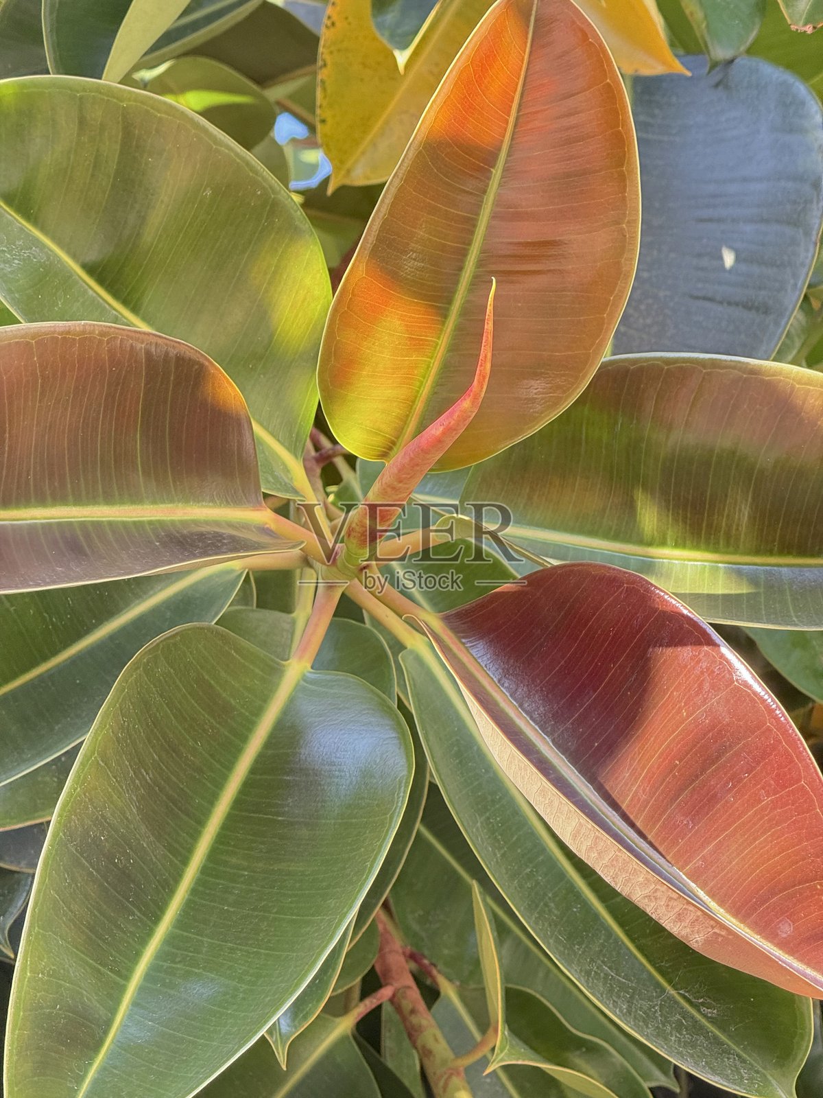 热带树的大叶子照片摄影图片