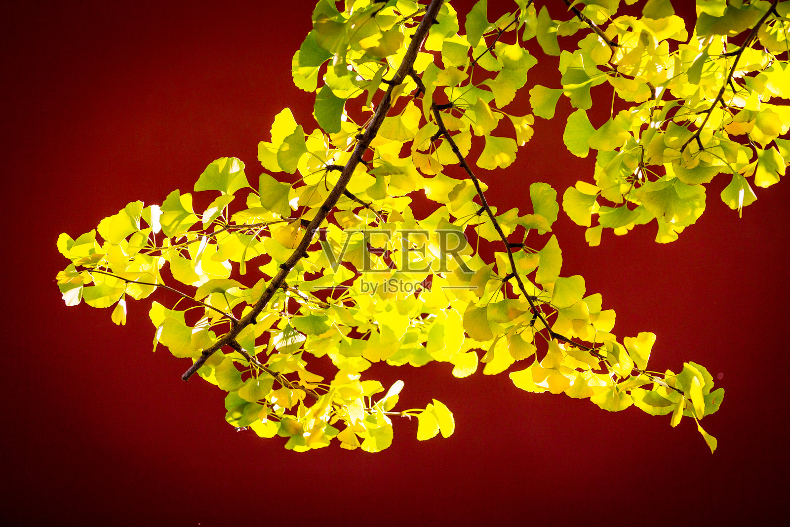 北京中山公园的银杏树秋季景色照片摄影图片