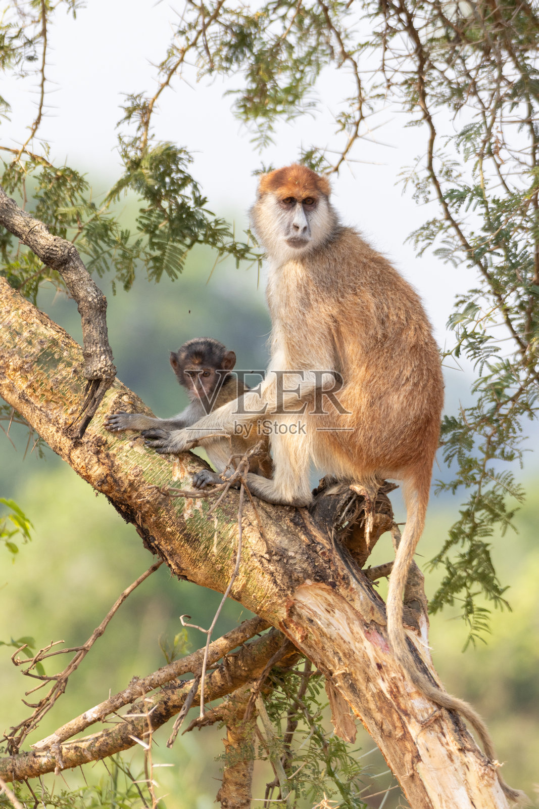 巴塔斯猴母亲与幼崽照片摄影图片