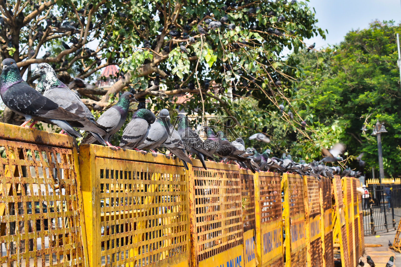 鸽子在繁忙公园的金属围栏上休息，四周环绕着郁郁葱葱的树木，下午的天空湛蓝。照片摄影图片
