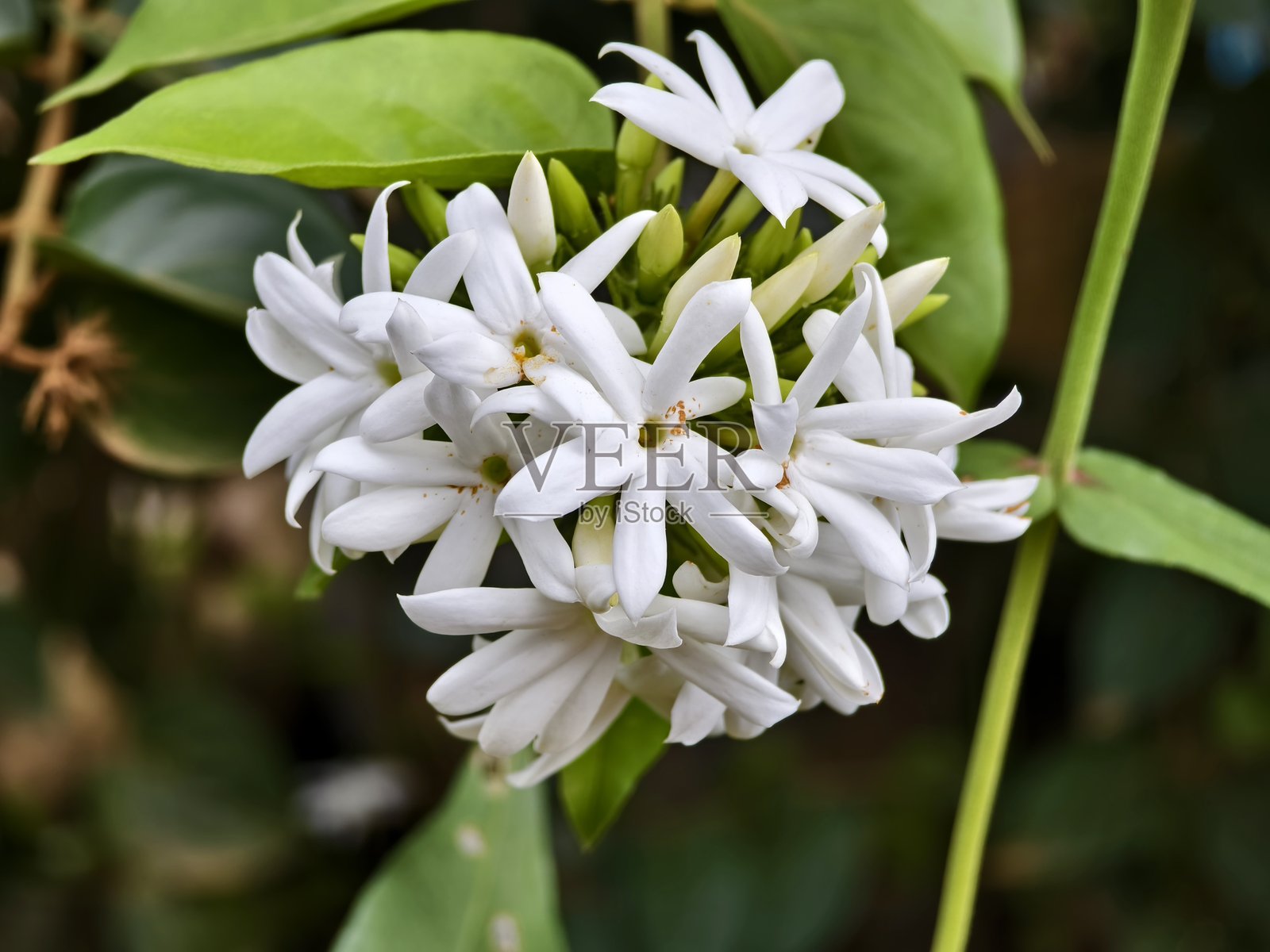 星茉莉花（Jasminum multiflorum）在下午照片摄影图片