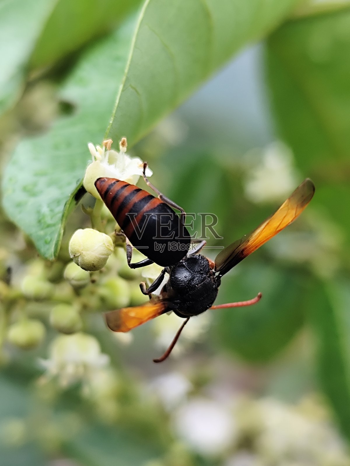 蜜蜂正在吸取花蜜照片摄影图片