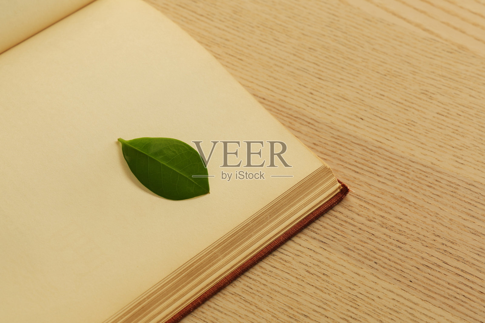 绿色设计的打开书籍照片摄影图片