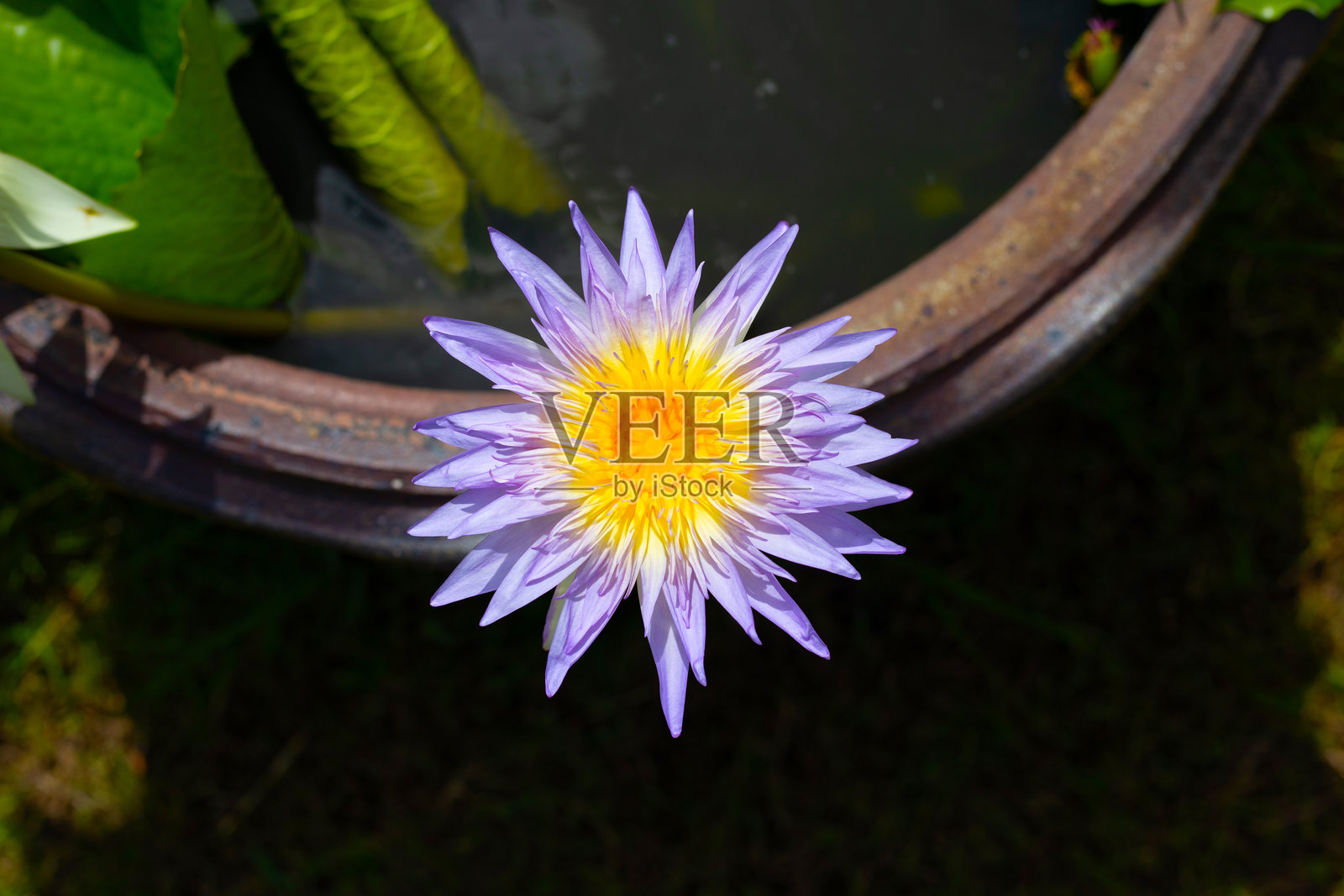 美丽的睡莲。带有绿叶的莲花照片摄影图片