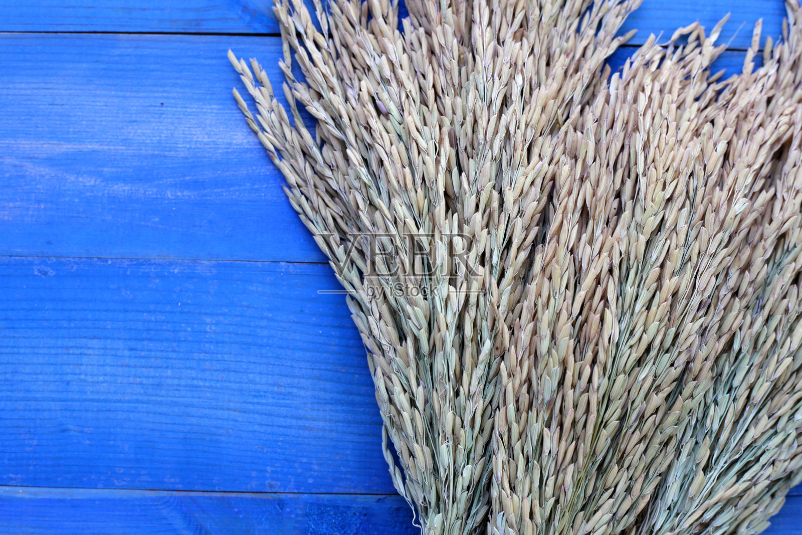 稻米种子，泰国稻米种子照片摄影图片