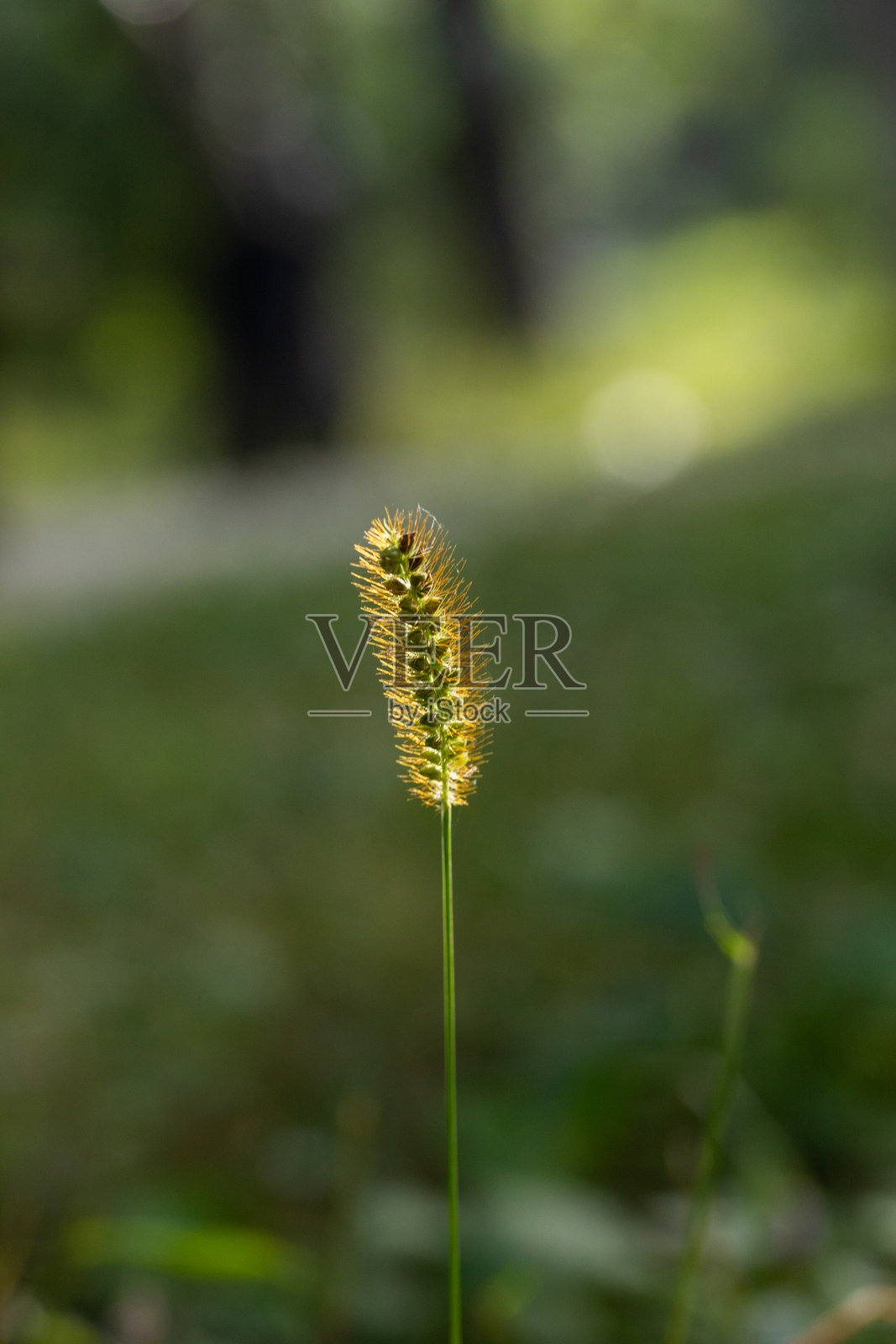 逆光中的草和叶子照片摄影图片