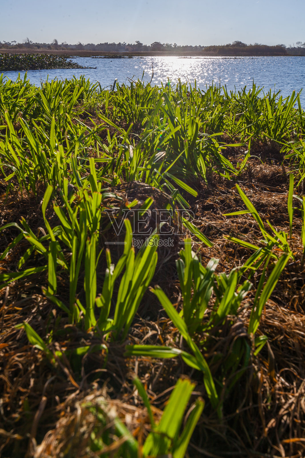 郁郁葱葱的绿草或芦苇在宁静的湖边茂密生长，清澈的蓝天下，远处的湖岸和建筑物清晰可见。照片摄影图片