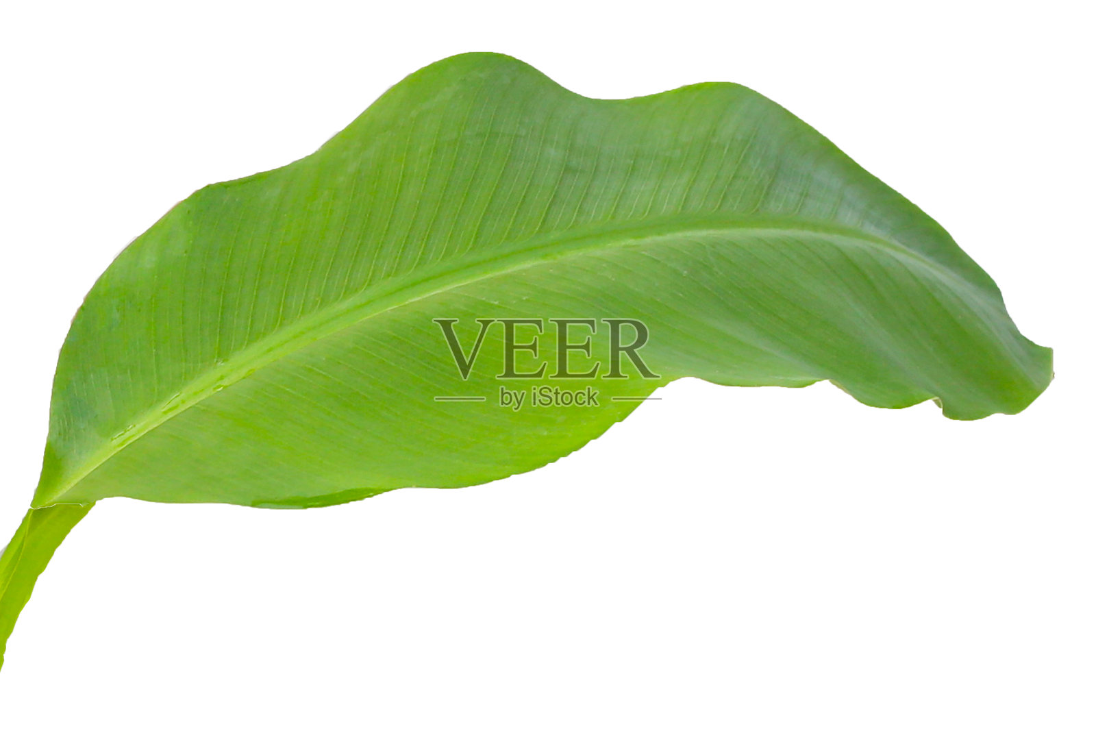 白色背景上的香蕉叶。照片摄影图片