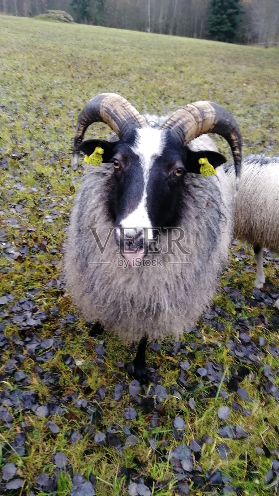 舌头伸出的羊特写镜头2照片摄影图片
