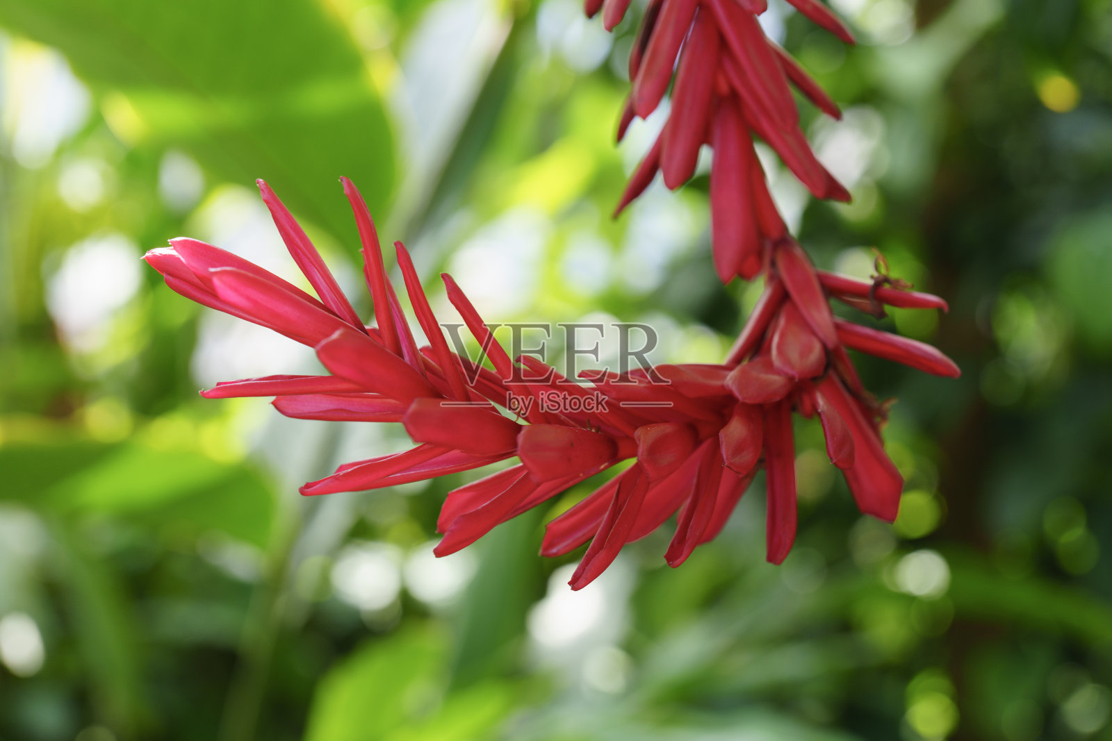 夏威夷热带雨林花卉。照片摄影图片