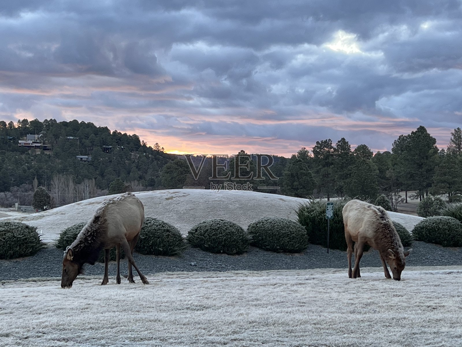 冬晨的麋鹿在觅食照片摄影图片