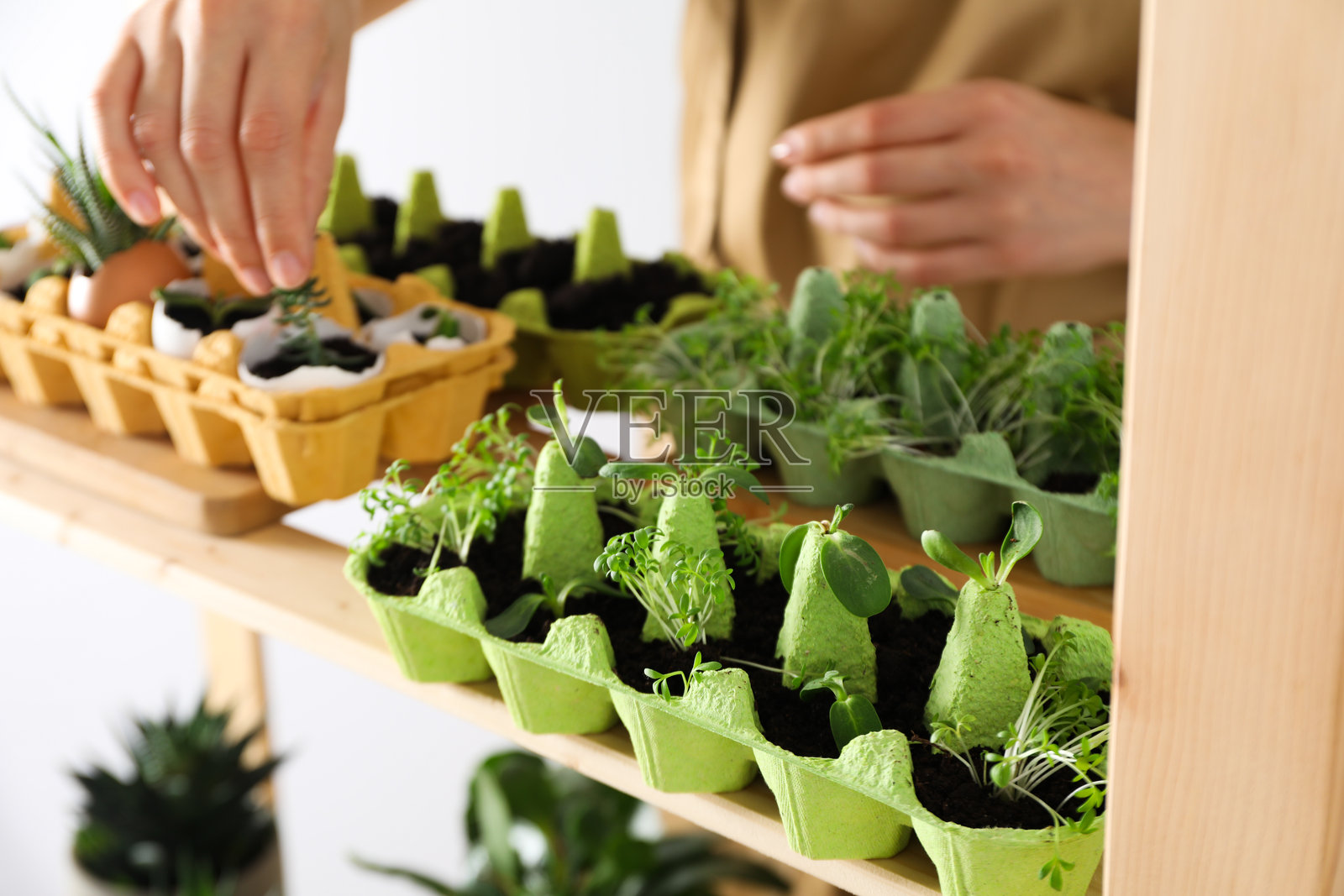 在蛋盒中种植植物，创造性地种植植物的方法照片摄影图片