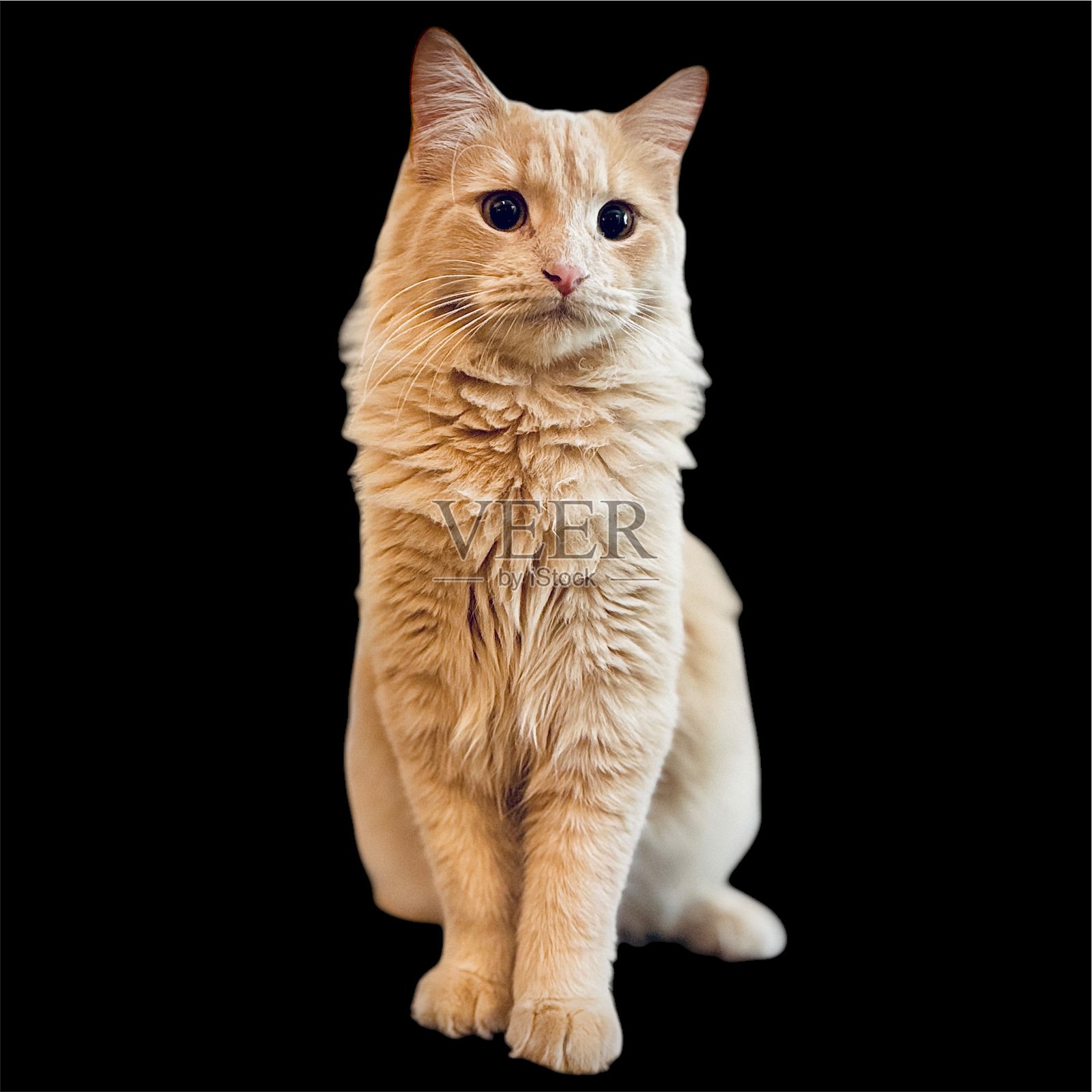 可爱的橙色猫咪照片摄影图片