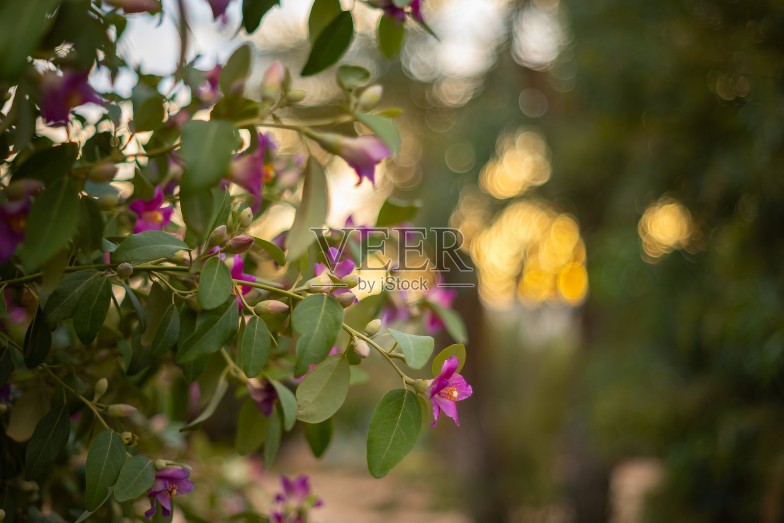 粉色的拉古纳里亚·帕特森花照片摄影图片