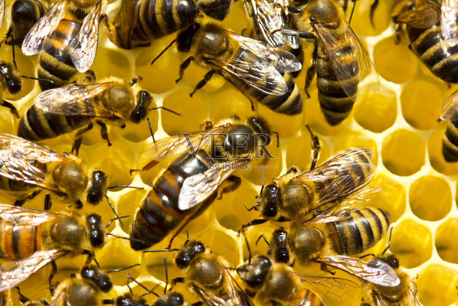 蜂后总是被工蜂们围绕着，它们是她的仆人。照片摄影图片