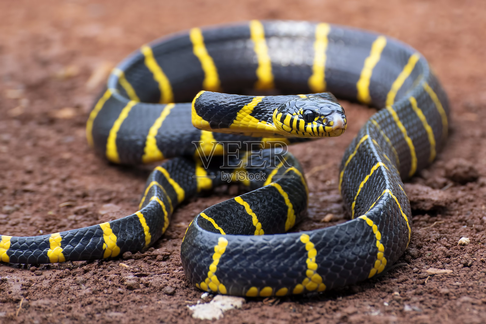 金环猫蛇的特写镜头照片摄影图片