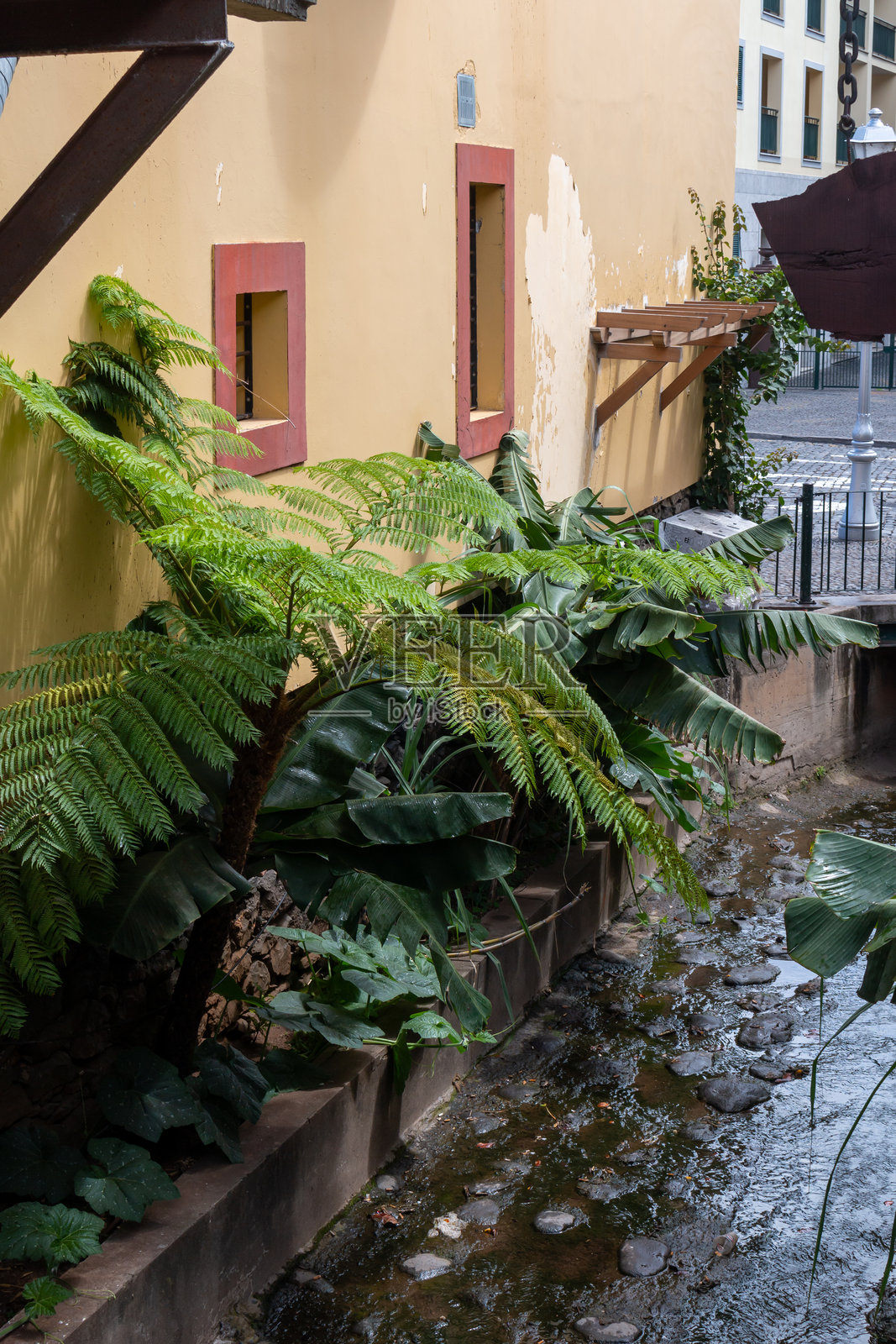 马德拉，丰沙尔，房子旁的小河照片摄影图片