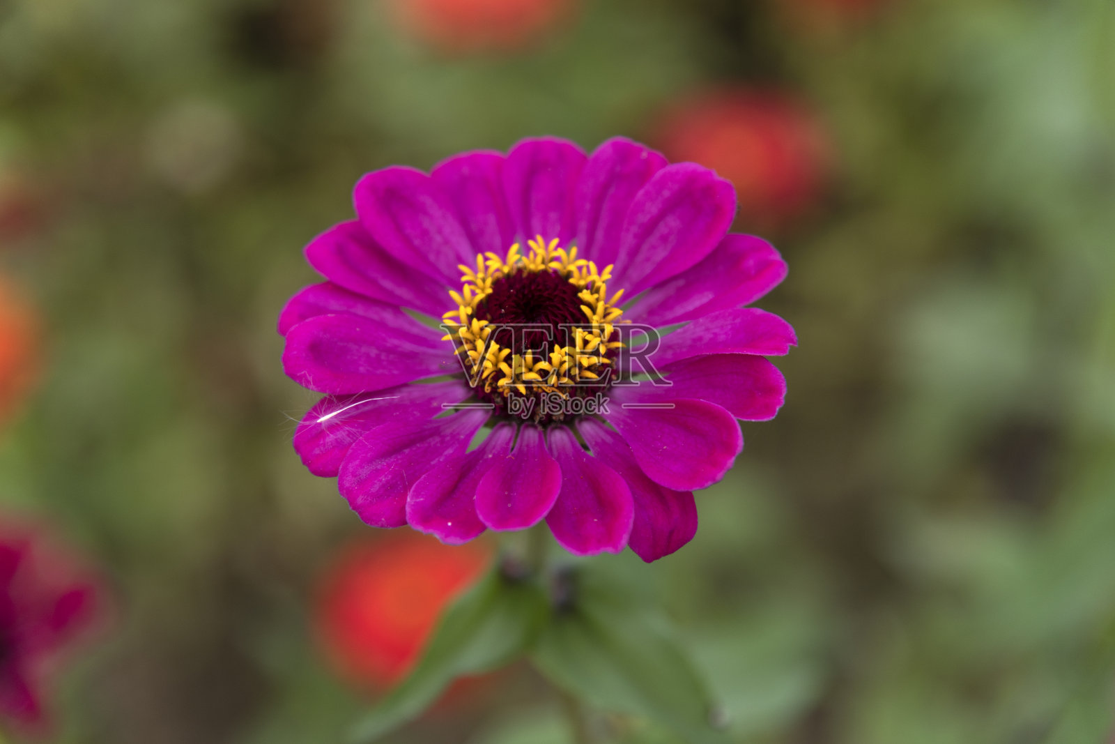 百日草花的特写镜头照片摄影图片