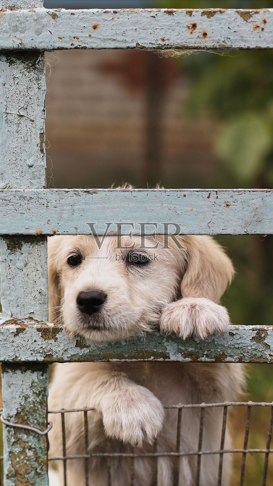 可爱的狗狗从乡村栅栏后探出头来。照片摄影图片