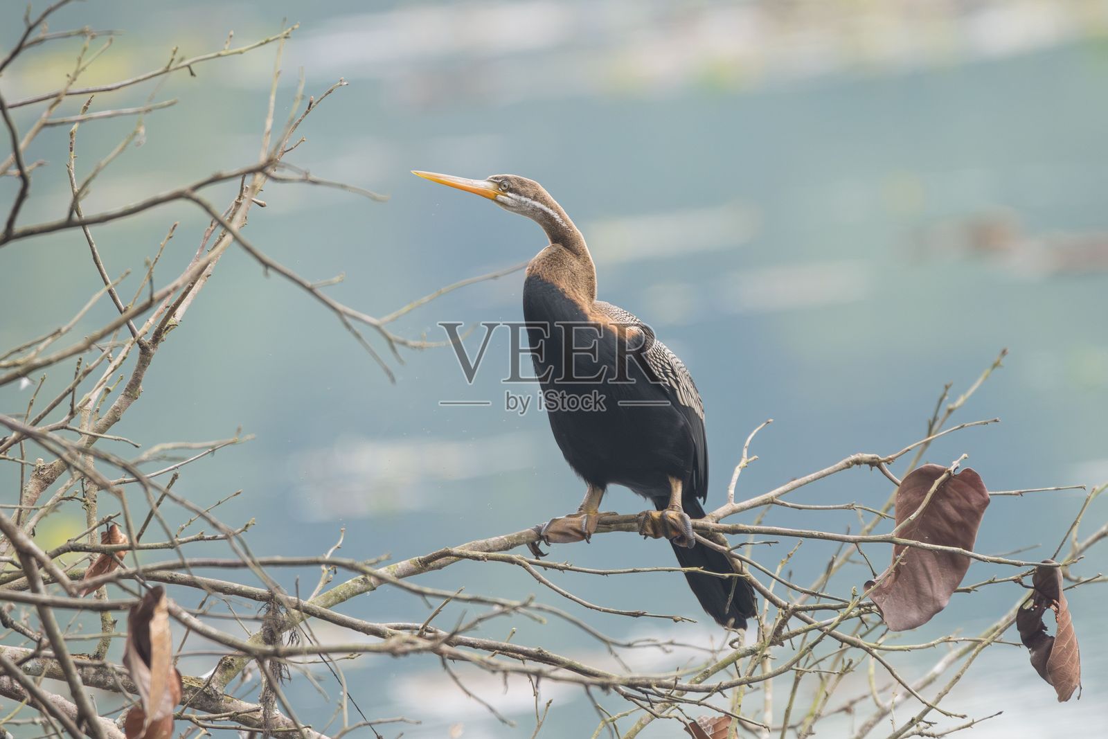 鸬鹚栖息在宁静湖泊上的树枝上。照片摄影图片