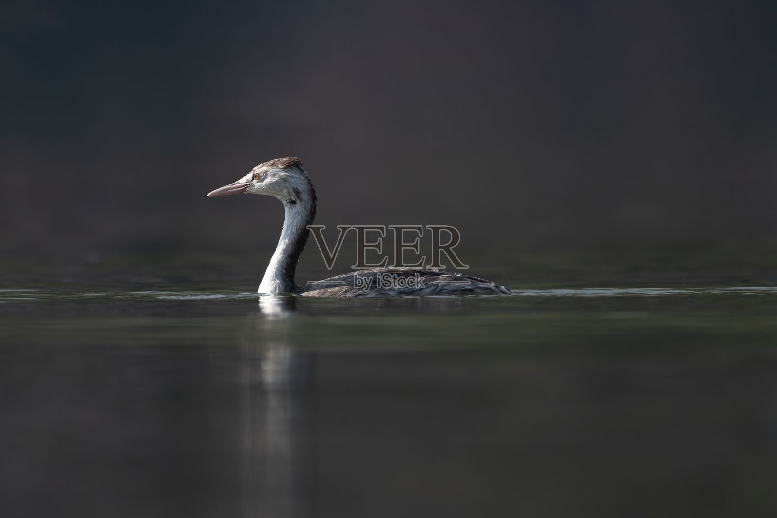 鸊鷉在平静的水面上游泳。照片摄影图片
