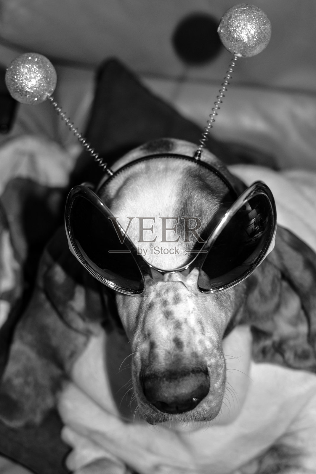 穿着外星人服装的狗特写照片摄影图片