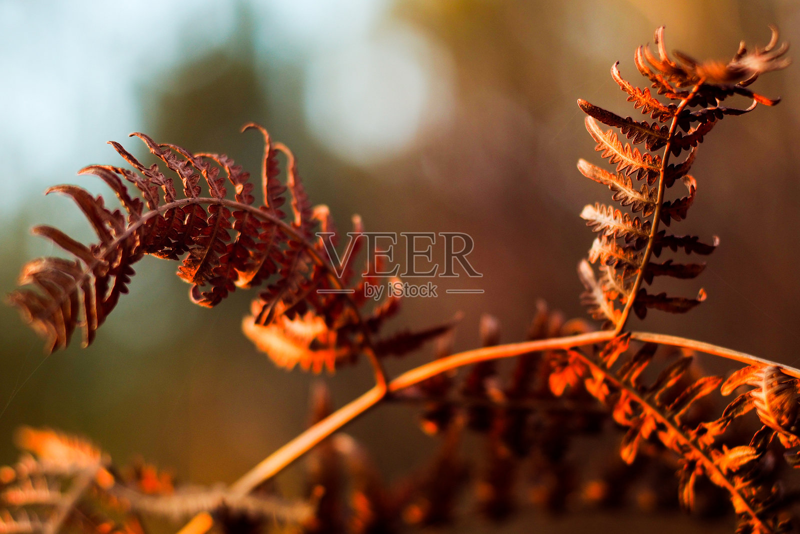 加斯科涅的朗德森林照片摄影图片