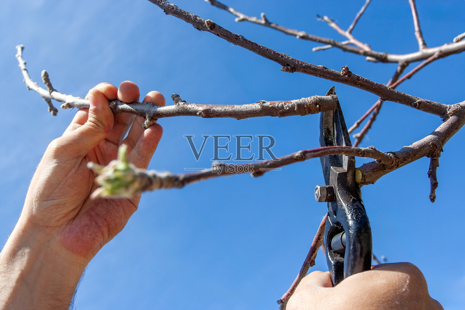 年轻男子用剪刀修剪树木的手。剪掉多余的树枝。照片摄影图片
