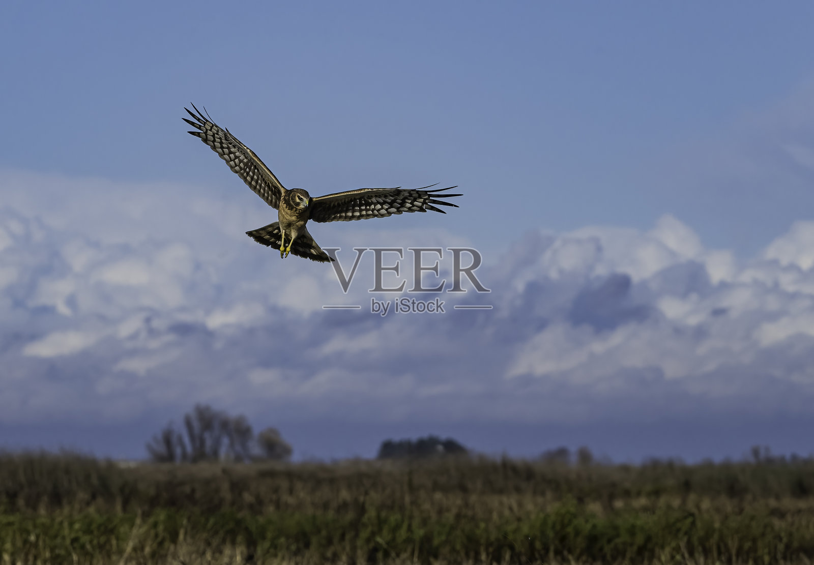 北方苍鹰（Circus hudsonius）是一种猛禽。它在北半球的北部地区繁殖，包括加拿大和美国的最北部，以及北欧亚地区。萨克拉门托国家野生动物保护区；照片摄影图片